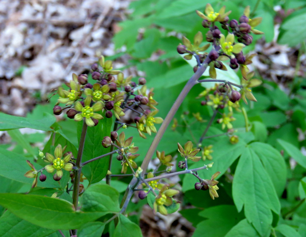 Caulophyllum thalictroides